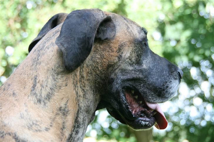 Grand danois Kørup´s Anastacia  billede 13