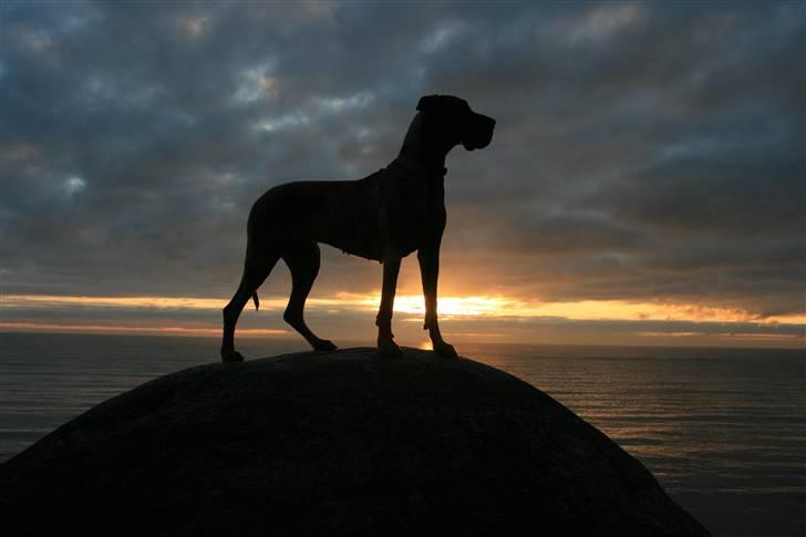 Grand danois Kørup´s Anastacia  billede 14