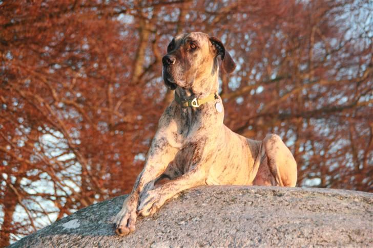 Grand danois Kørup´s Anastacia  billede 15