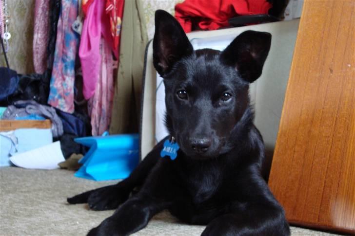 Australsk kelpie Milla - RIP maj 2011 billede 1