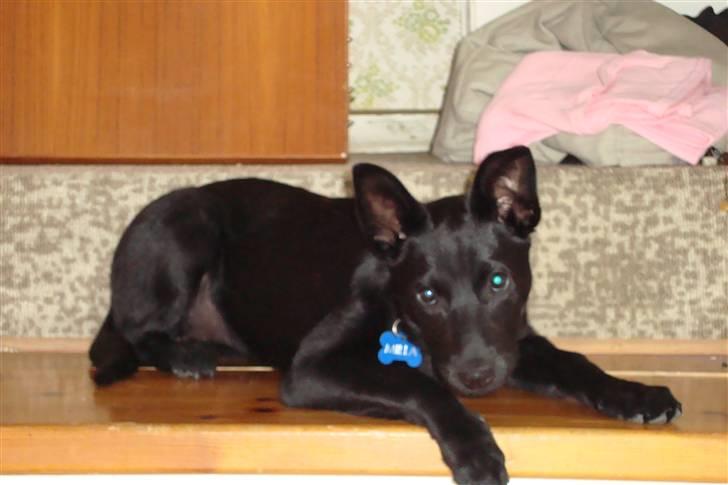 Australsk kelpie Milla - RIP maj 2011 billede 2