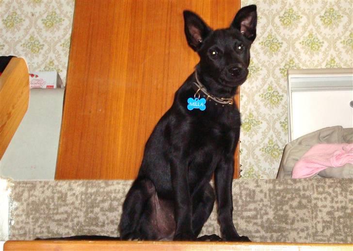 Australsk kelpie Milla - RIP maj 2011 billede 3