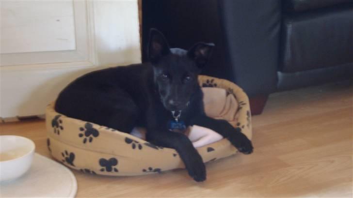 Australsk kelpie Milla - RIP maj 2011 billede 4