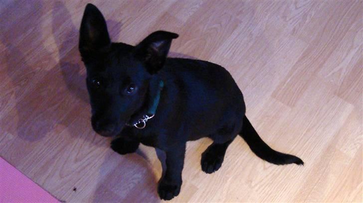 Australsk kelpie Milla - RIP maj 2011 billede 5