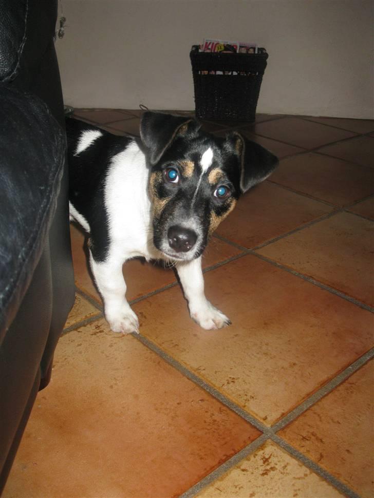 Jack russell terrier Freddi Diesel Skovgaard - Var det her du gemte dig?! billede 3