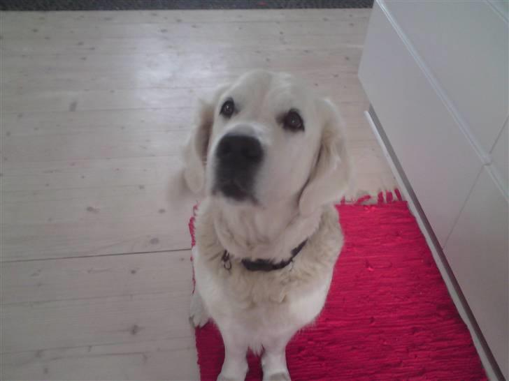 Golden retriever Mille - Hva har du der ? billede 5