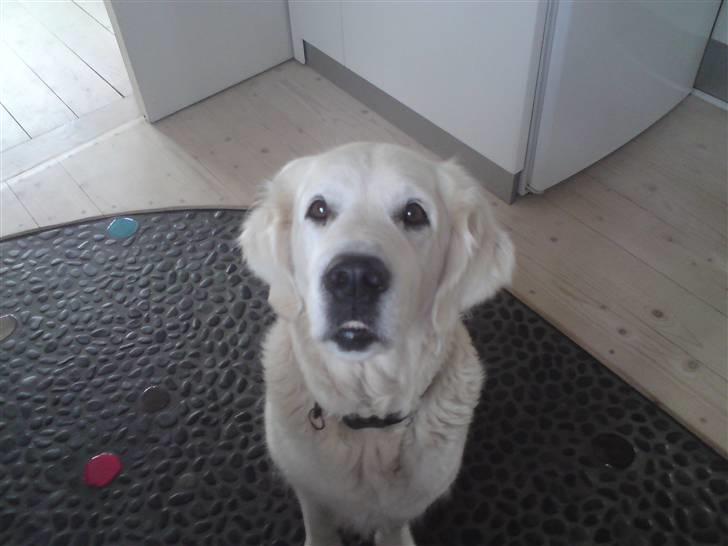 Golden retriever Mille - Appelsiiiiiin ! billede 6