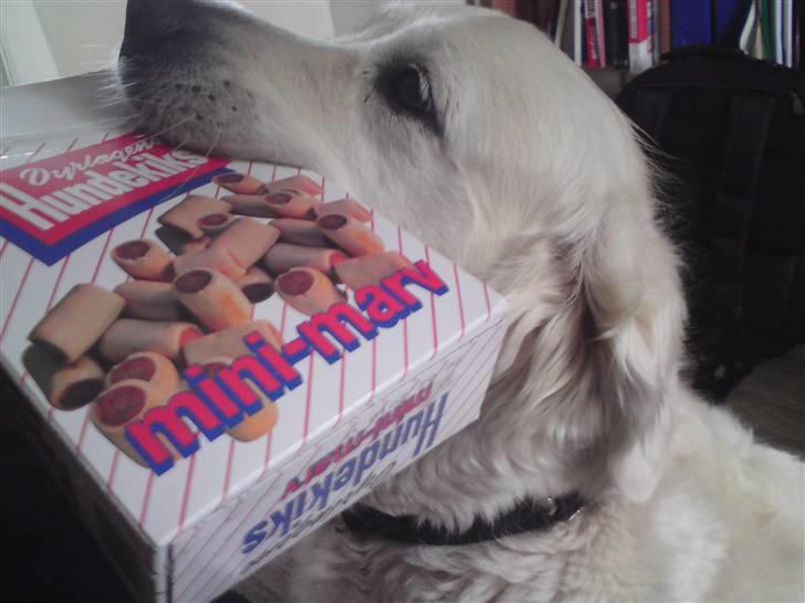 Golden retriever Mille - Gider du åbne ? billede 7