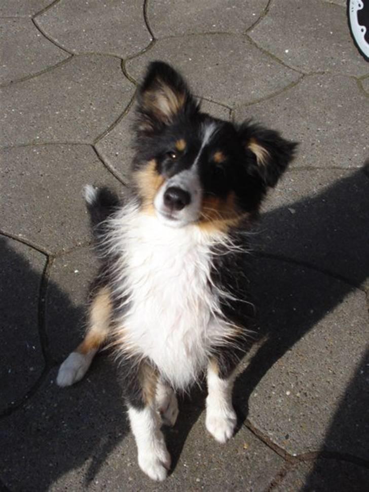 Shetland sheepdog Sally billede 8