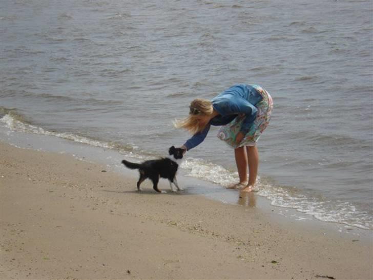 Shetland sheepdog Sally billede 9