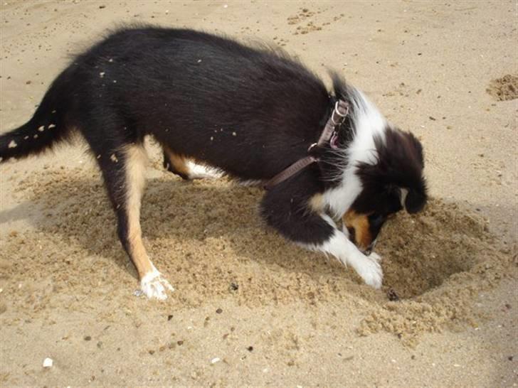 Shetland sheepdog Sally billede 10