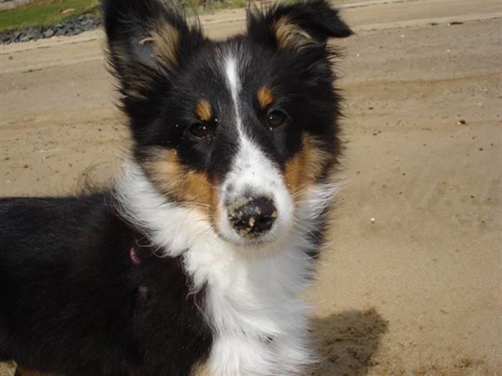 Shetland sheepdog Sally billede 11