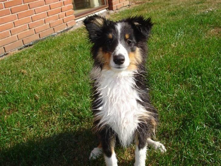 Shetland sheepdog Sally billede 12
