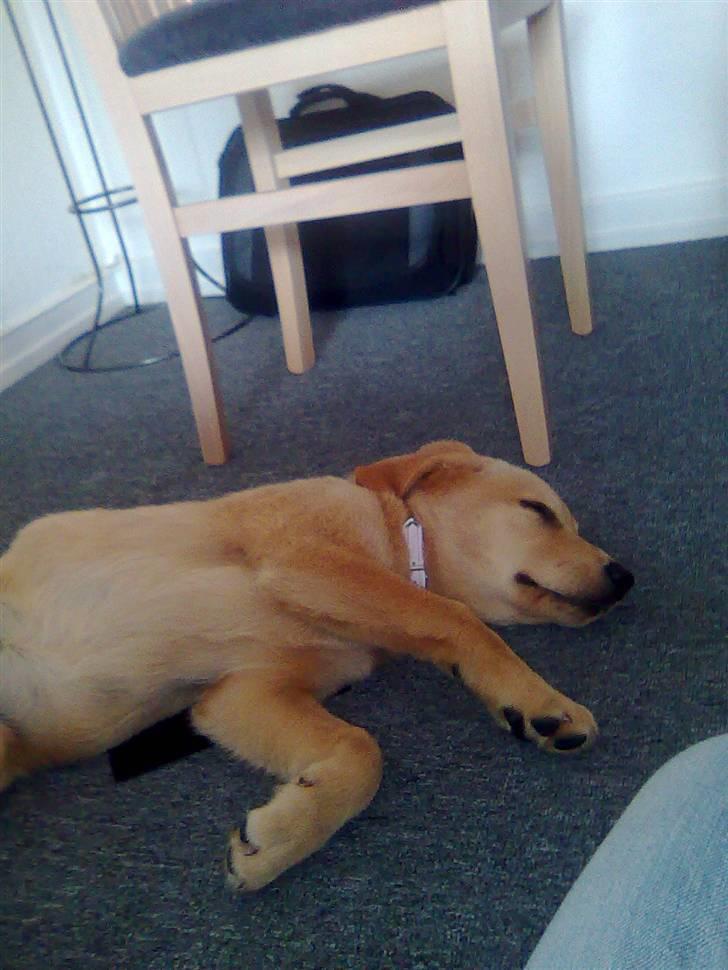 Blanding af racer Mika - mika får sig lige en dejlig middagslur... 12 uger.. billede 9