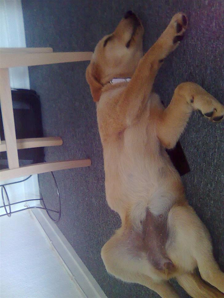 Blanding af racer Mika - hun elsker sin middagslur.. 12 uger billede 10