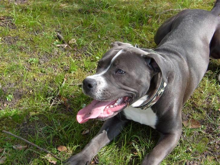 Blanding af racer Paplo billede 18