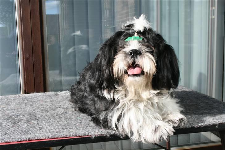 Shih tzu Gizmo - 10. maj 2009 billede 17