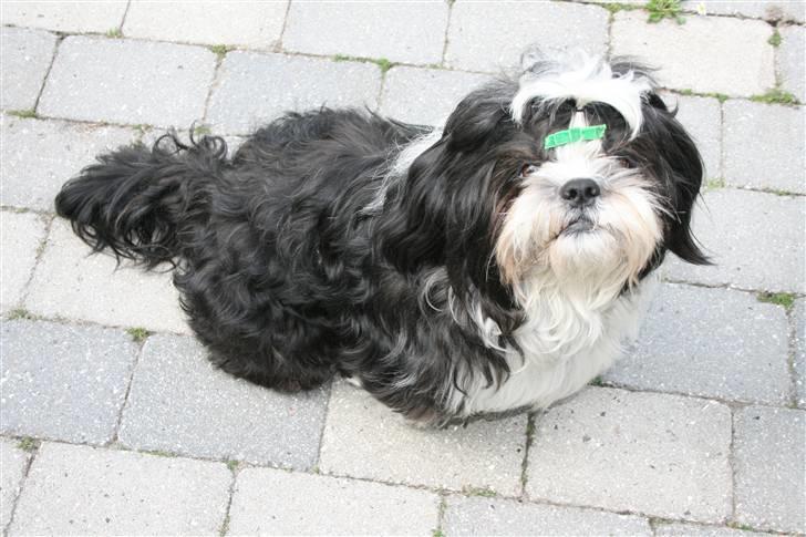 Shih tzu Gizmo - 29. maj 2009 billede 18