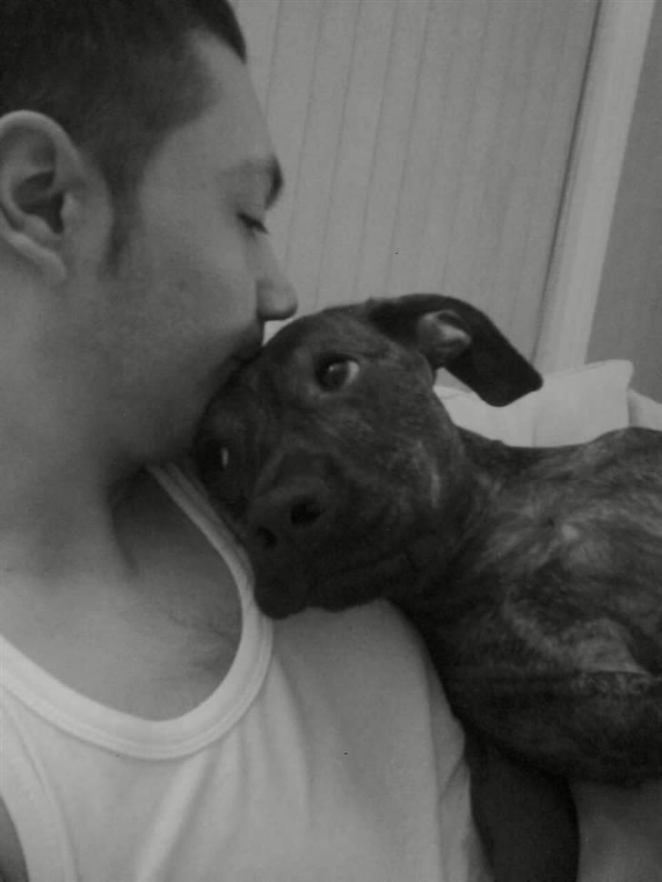 Blanding af racer Bailey Von Pølse - Hej! Jeg hedder Bailey... Velkommen til min profil :) billede 1