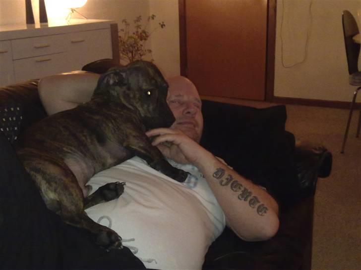 Blanding af racer Bailey Von Pølse - Putter lige med Morfar :) - Ham er jeg enormt glad for... billede 2