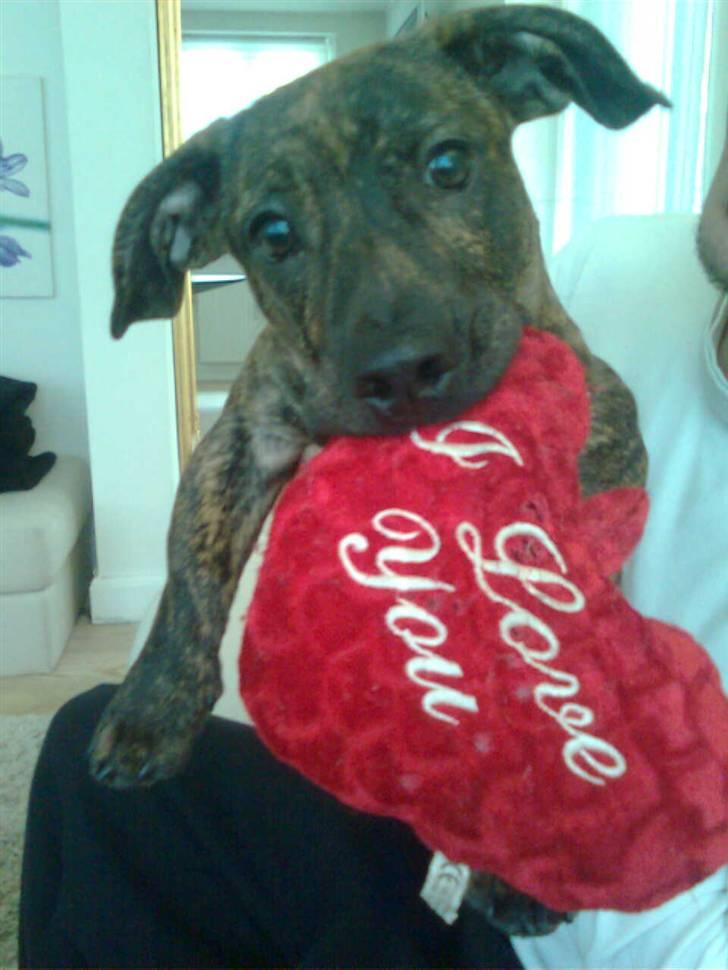 Blanding af racer Bailey Von Pølse - Elsker dig :) billede 3