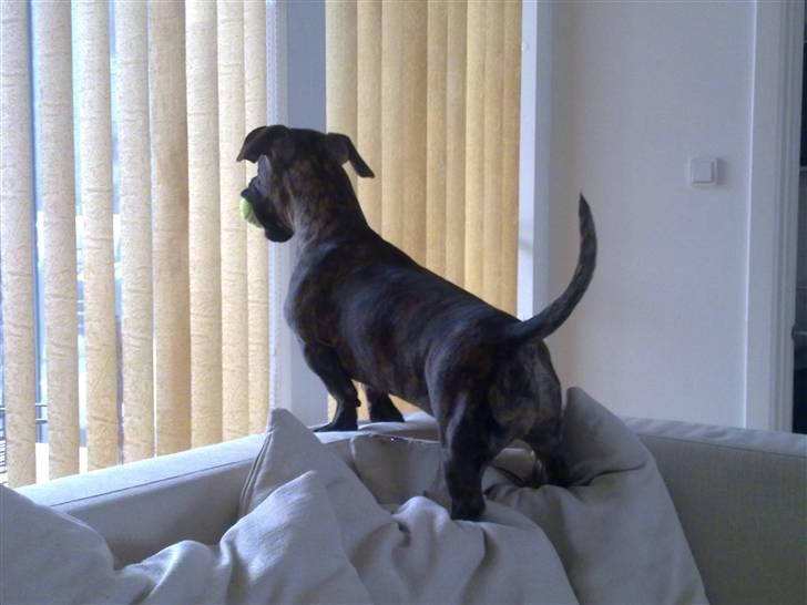 Blanding af racer Bailey Von Pølse - Har overblik over ´min´ gård :) billede 4