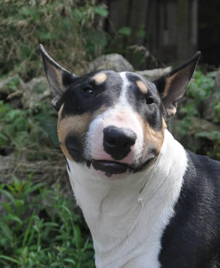 Bullterrier miniature Elton - sukkerfjæs :)  Juli ´09 billede 1