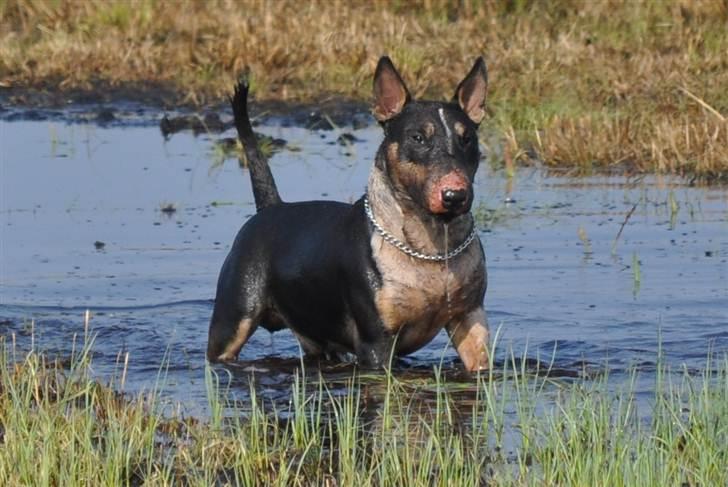 Bullterrier miniature Elton - Strike a pose. billede 8
