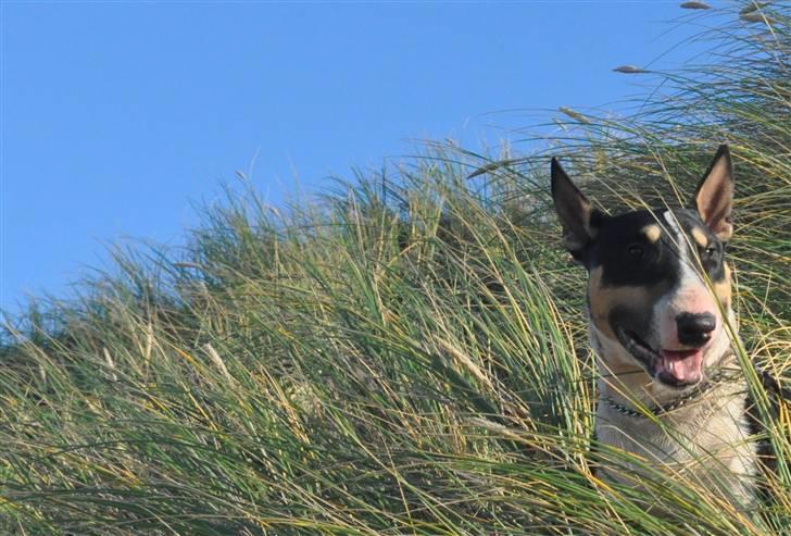 Bullterrier miniature Elton - årh..en lykkelig hunde dag billede 2