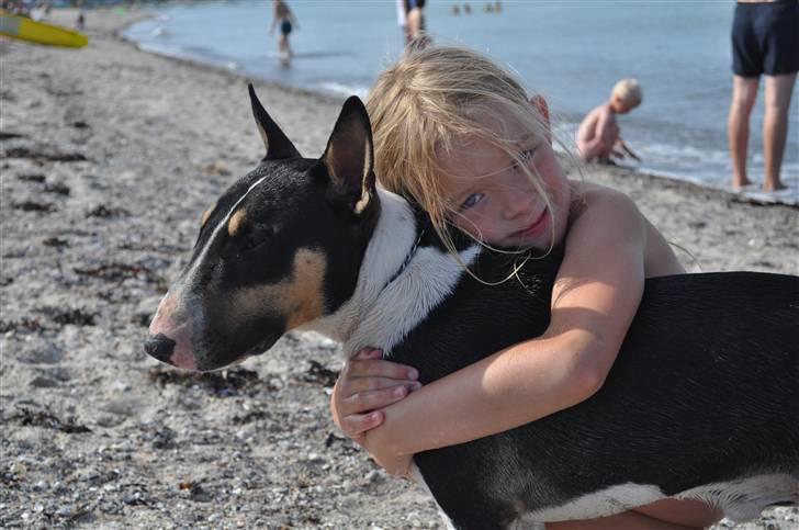 Bullterrier miniature Elton - Iben og hendes allerbedste ven billede 4