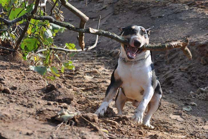 Bullterrier miniature Elton - slliiiiip for s***** billede 6