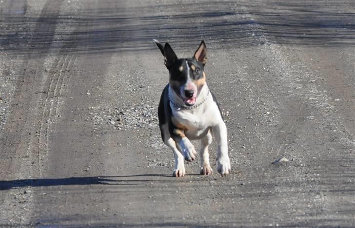 Bullterrier miniature Elton - I fuld galop. April 2010 billede 11