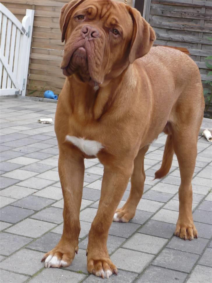 Dogue de bordeaux Zokana's Bazzzooka - 8 mdr billede 15