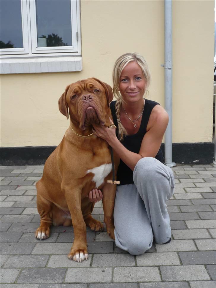 Dogue de bordeaux Zokana's Bazzzooka - 8 mdr billede 16
