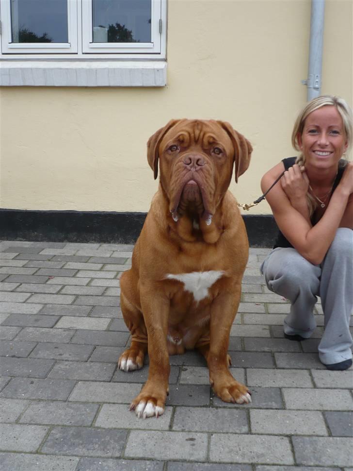 Dogue de bordeaux Zokana's Bazzzooka - 8 mdr billede 17