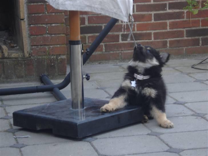 Finsk lapphund Kello Xila:D Love Ya<3 - Bølle xila, laver ballade :) billede 11