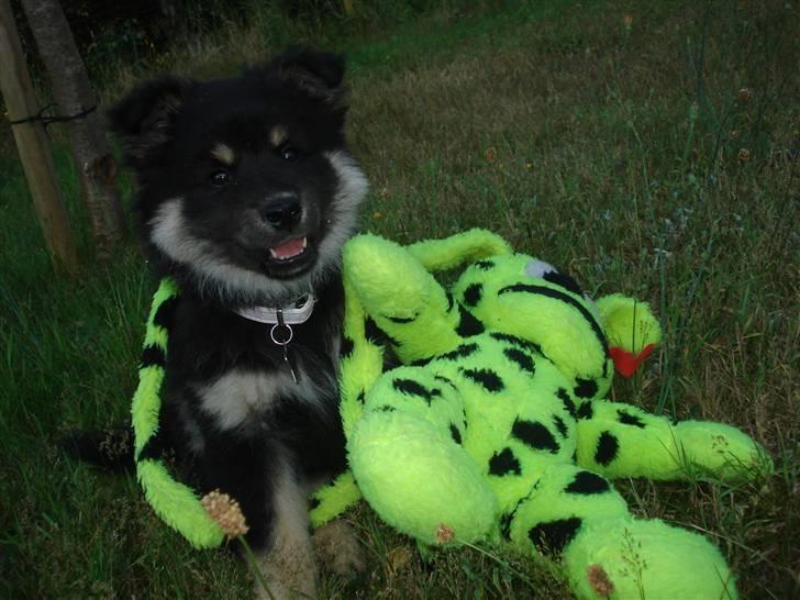 Finsk lapphund Kello Xila:D Love Ya<3 - Xila med bamse billede 12