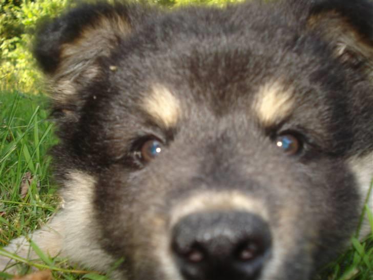 Finsk lapphund Kello Xila:D Love Ya<3 - hvad er det? ! billede 13