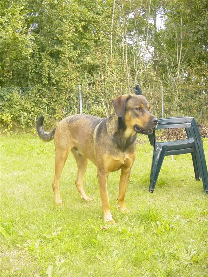 Blanding af racer Drengen (The Great German) billede 2