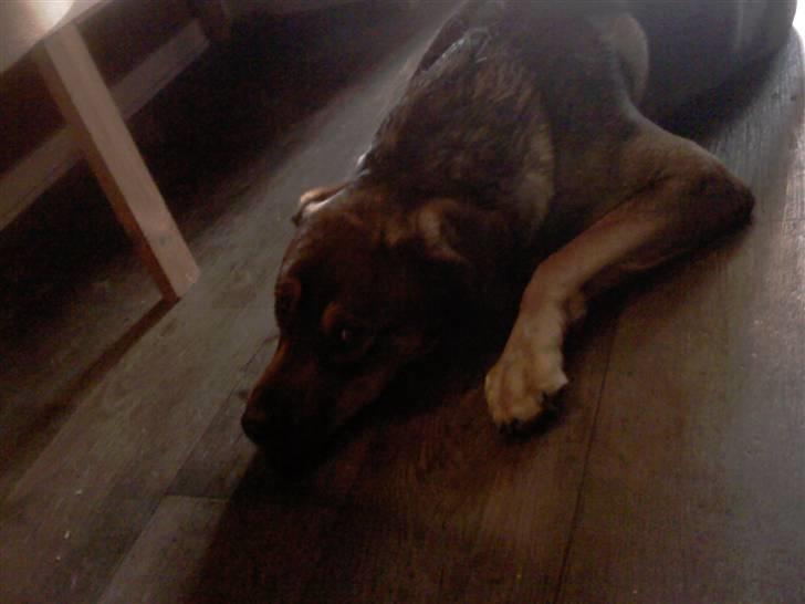 Blanding af racer Drengen (The Great German) billede 3