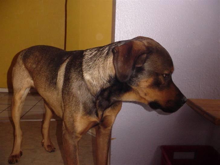 Blanding af racer Drengen (The Great German) billede 4