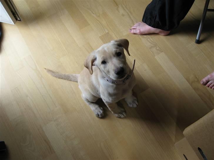 Blanding af racer Bella - Bella 9 uger billede 2