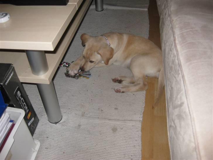 Blanding af racer Bella - Bella 9 uger billede 3