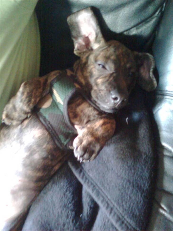 Blanding af racer Bailey Von Pølse - Så træt man var... Gaaaab... billede 5