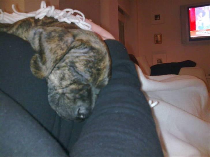 Blanding af racer Bailey Von Pølse - Åh, jeg er en meget træt lille hvalp her... billede 6