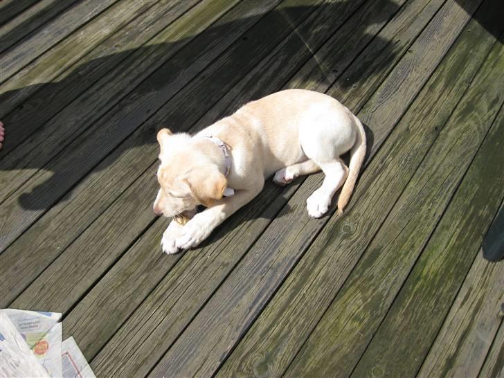 Blanding af racer Bella - Bella 9 uger billede 4