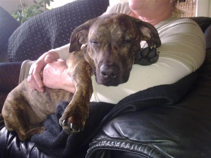 Blanding af racer Bailey Von Pølse - Eeeeej, hvor er det altså rart at putte hos mormor :) billede 7