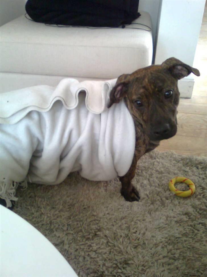 Blanding af racer Bailey Von Pølse - Pølse i svøb :) billede 8