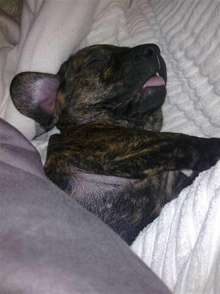 Blanding af racer Bailey Von Pølse - Moar fandt hurtigt ud af, at det var nemmest at tage billeder af mig når jeg sov :) billede 9