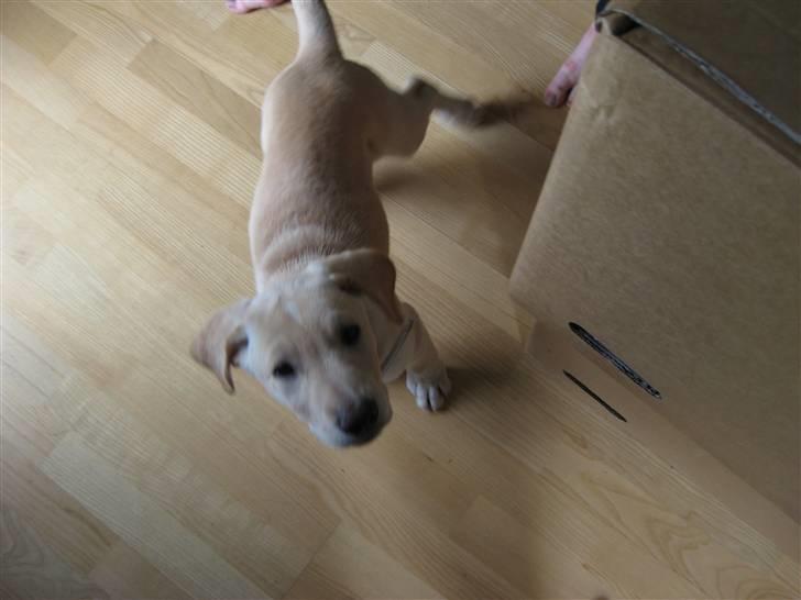 Blanding af racer Bella - Bella 9 uger billede 5